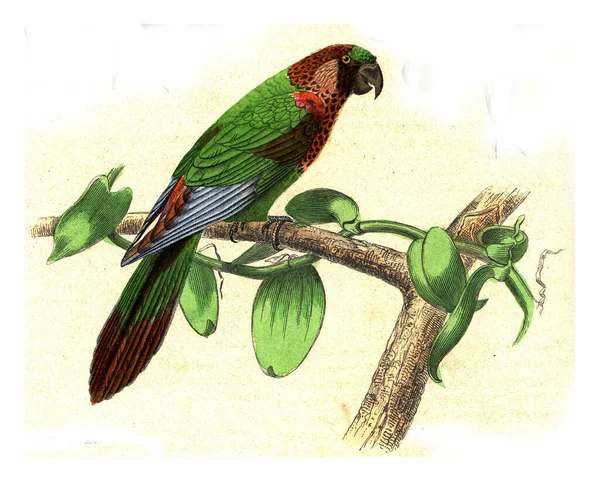 Ilustrace Starého Papouška — Stock fotografie