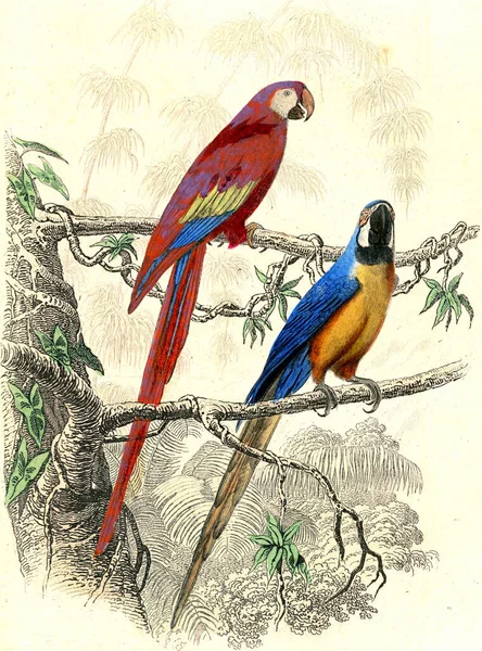 Ilustracja Ptaka Papugi Stary Wizerunek — Zdjęcie stockowe