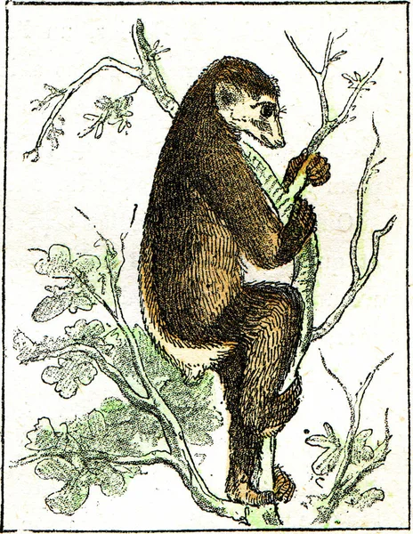 Indri Hat Einen Kurzen Schwanz Gravierte Illustration Von Natürlicher Schöpfung — Stockfoto