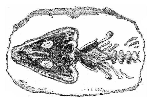 Testa Collo Dell Archegosauro Illustrazione Incisa Vintage Dalla Creazione Naturale — Foto Stock