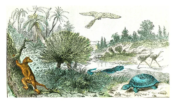 Ideal Landscape Cretaceous Period Vintage Engraved Illustration Natural Creation Living — Stock Photo, Image