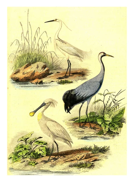 Иллюстрация Птицы — стоковое фото