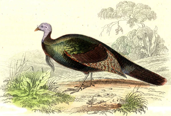 Illustration Old Bird — Stock Photo, Image