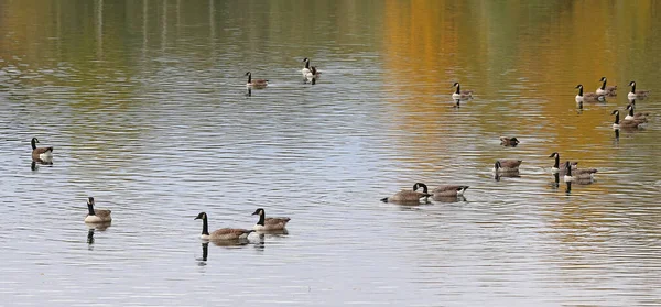 Gansos Canadá Branta Canadensis Lago Rohrhof — Fotografia de Stock