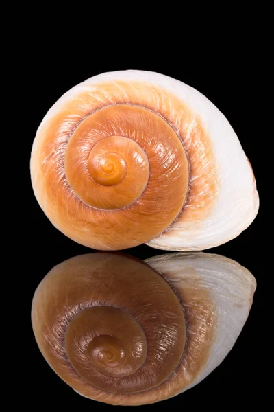 Singola Conchiglia Lumaca Marina Isolata Fondo Nero Riflesso Specchio — Foto Stock