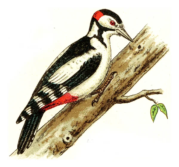 Illustrazione Uccello Vecchia Immagine — Foto Stock