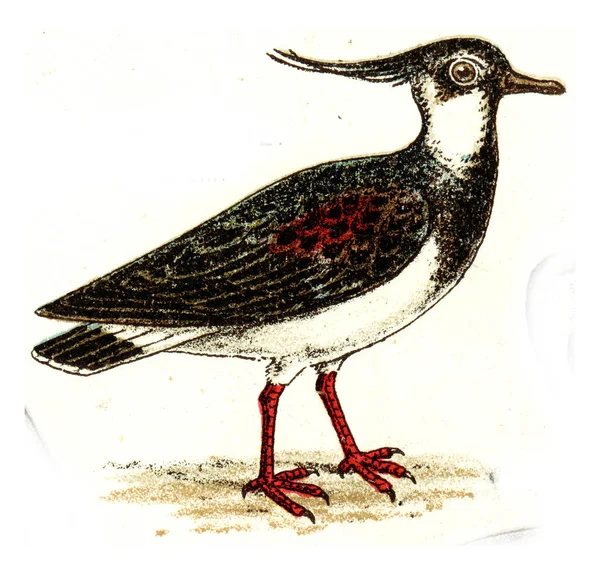 Ilustrația Unei Păsări Vechi — Fotografie, imagine de stoc