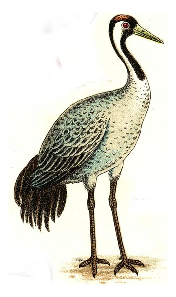 Illustration Oiseau — Photo