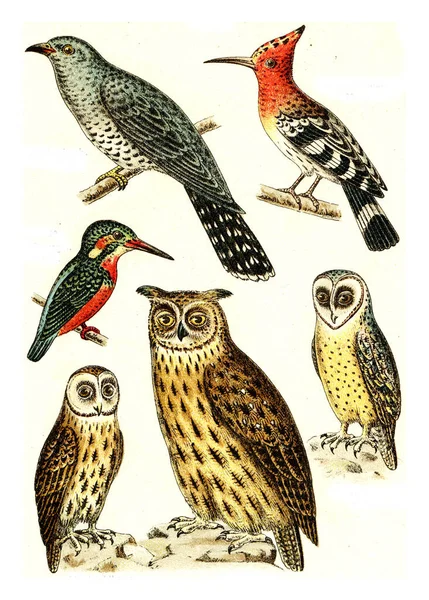 Cuckoo Hoopoe Kingfisher Barn Owl Brown Bagoly Eagle Bagoly Vintage — Stock Fotó