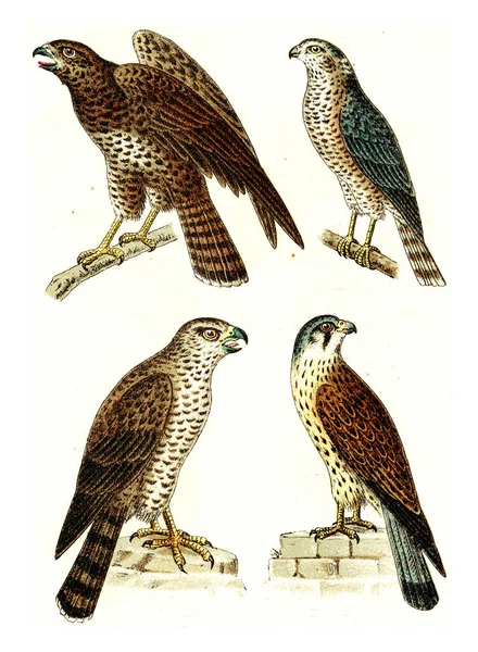 Vanlig Vråk Sparvhök Nordlig Skvallerhök Vanlig Kestrel Vintage Graverad Illustration — Stockfoto