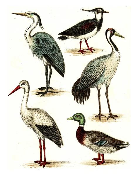 Lapwing Heron Crane Stork Mallard Eski Gravür Avrupa Deutch Birds — Stok fotoğraf