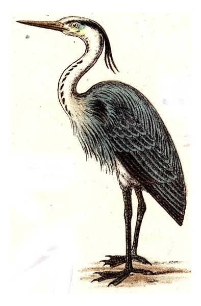 Yaşlı Bir Kuşun Çizimi — Stok fotoğraf