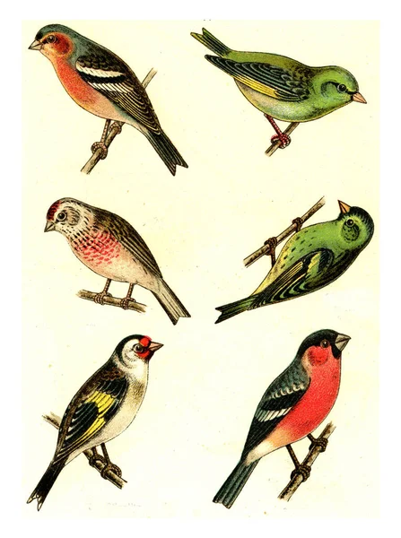 Chaffinch Greenfinch Linnet Siskin Goldfinch Bullfinch Ilustración Grabada Vintage Deutch — Foto de Stock