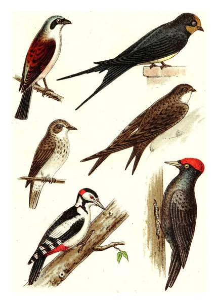 Barn Swallow Common Swift Red Backed Shrike Flycatcher Picchio Picchio — Foto Stock