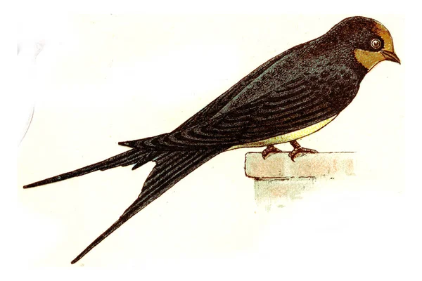 Illustration Oiseau — Photo