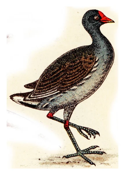 Illustration Oiseau Vieille Image — Photo