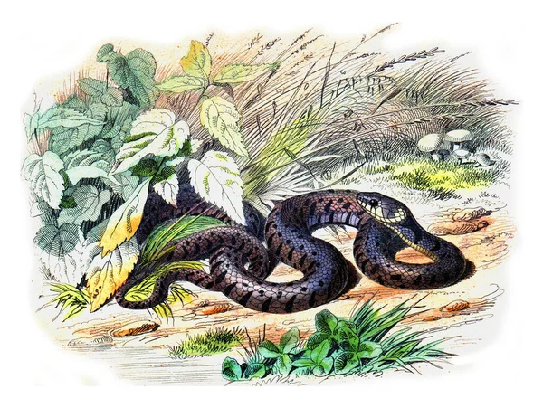 Ormen Med Krage Vintage Graverad Illustration Naturhistoria Från Lacepede — Stockfoto