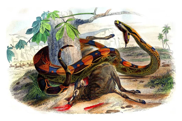 Illustration Dinosaurie Med Penna — Stockfoto
