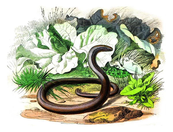 Illustration Einer Schlange Mit Einer Grünen Pflanze — Stockfoto