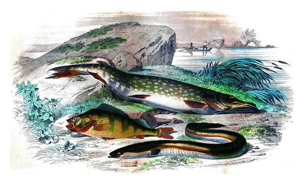 Szczupak Słup Węgorz Grawerowana Ilustracja Historia Naturalna Stonogi — Zdjęcie stockowe