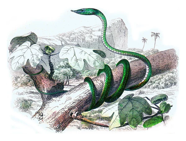 Ilustração Uma Cobra Com Uma Pena — Fotografia de Stock