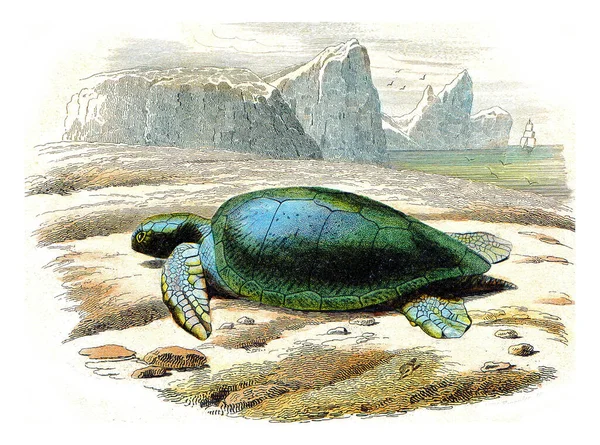 Иллюстрация Черепахи — стоковое фото