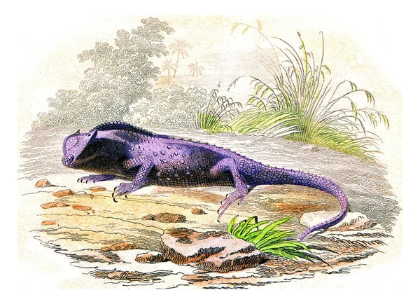 Abbildung Eines Dinosauriers Mit Skizze Eines Alten Krokodils — Stockfoto