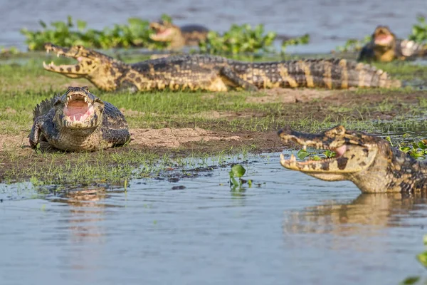 Kaiman Anteojos Caiman Crocodilus Yacare Calentamiento Pantanal Mato Grosso Brasil — Foto de Stock
