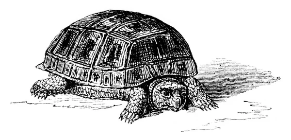 Żółw Mauretański Eclose Przez Sztuczną Inkubację Naturalna Wielkość Grawerowana Ilustracja — Zdjęcie stockowe