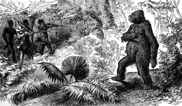 Taşra Yılanları Gorilin Ölümü Vintage Oymalı Çizimler Journal Des Voyage — Stok fotoğraf