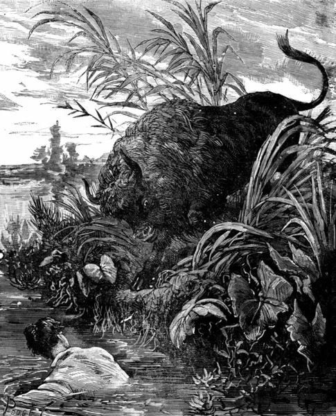 Chased Bison Rushed River Vintage Engraved Illustration Journal Des Voyage — Stock Photo, Image