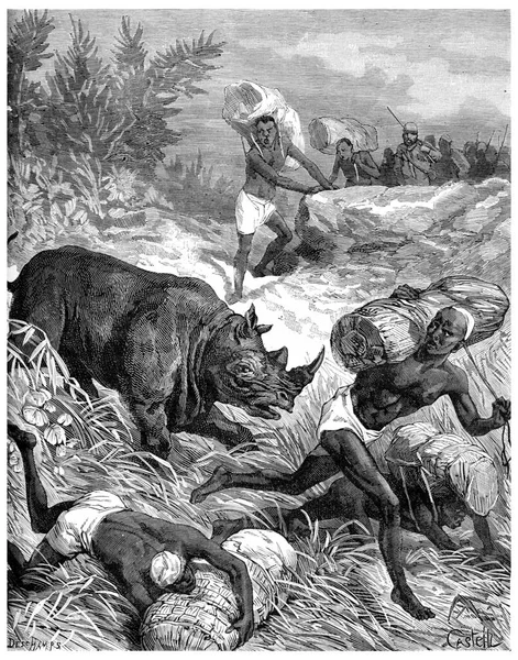 탕가니카 코뿔소는 사이에서 고전적 그림을 그리며 젓는다 Journal Des Voyage — 스톡 사진