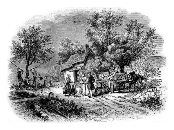在诺曼底收获的苹果 古老的雕刻插图 Magasin Pittoresque 1843年 — 图库照片