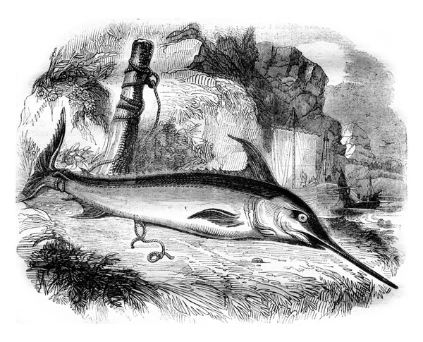 Emperor Fish Swordfish Vintage Engraved Illustration Magasin Pittoresque 1836 — Stock Photo, Image