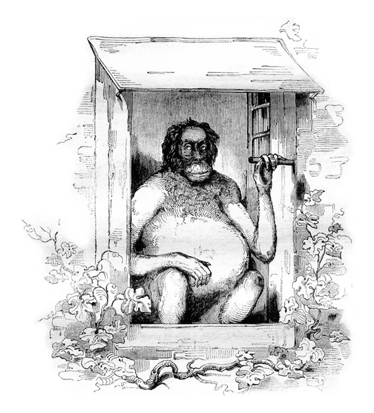 Naturhistoriska Museets Nya Orangutang Vintage Graverad Illustration Magasin Pittoresque 1836 — Stockfoto
