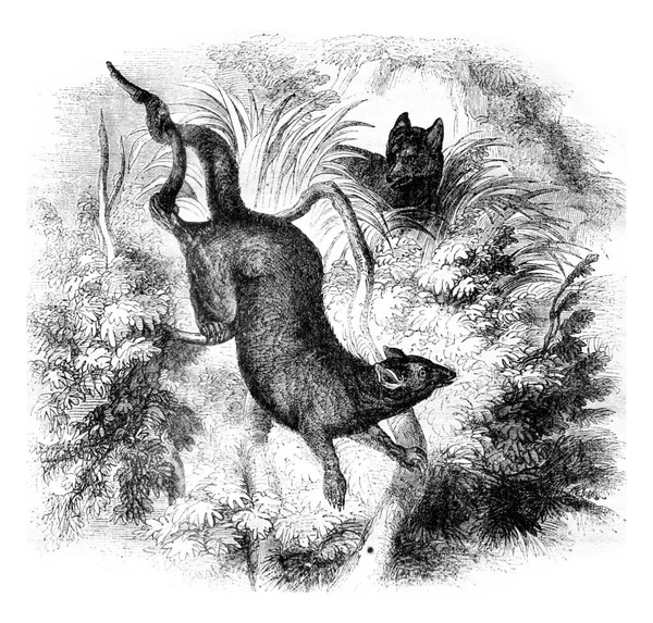 Иллюстрация Лошади — стоковое фото