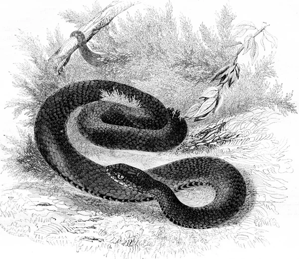 毒蛇常见的黑色品种 老式雕刻插图 Magasin Pittoresque 1844 — 图库照片