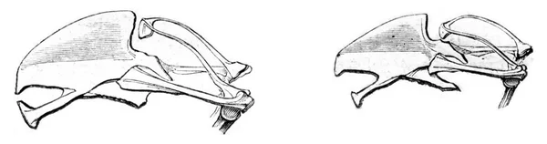 胸骨的北部禽鸟 复古刻图 玛佳欣 Pittoresque 1852 — 图库照片