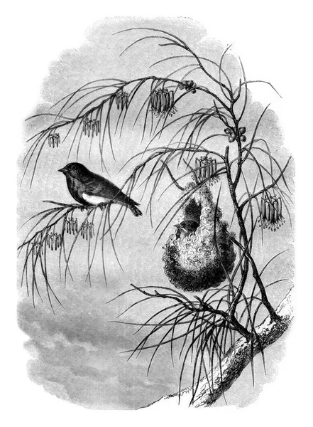 从新荷兰和他们的巢穴上的桔子枝 古老的雕刻插图 Magasin Pittoresque 1858年 — 图库照片