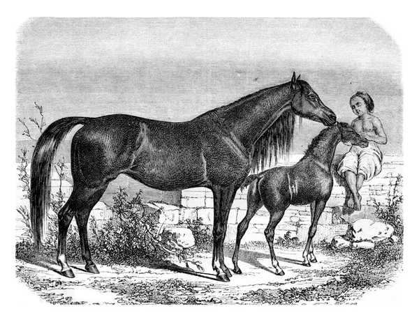 Yegua Árabe Potro Ilustración Grabada Vintage Magasin Pittoresque 1861 —  Fotos de Stock