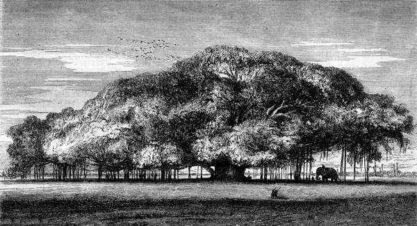 Muazzam Çarpma Işlemi Kutsal Incir Ağacı Kalküta Botanik Bahçesi Eski — Stok fotoğraf