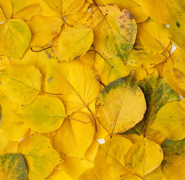 Wiele Żółtych Suchych Liści Moreli Pełna Ramka Jesienne Tło Przestrzeń — Zdjęcie stockowe