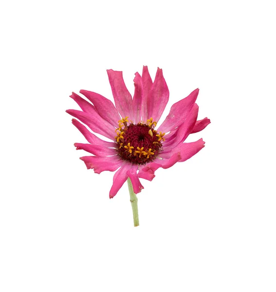 ピンク色の花を咲かせるジニアの芽が白い背景に隔離され — ストック写真