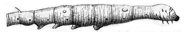 第五纪 老式刻图年底蜗轮蜗杆 玛佳欣 Pittoresque 1845 — 图库照片