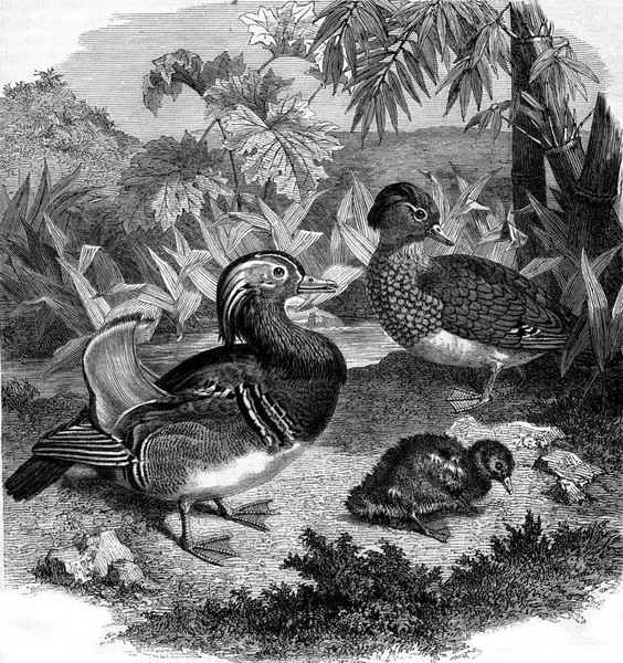 Mandarínská Kachna Duck Range Nebo Teal China Vinobraní Ryté Ilustrace — Stock fotografie