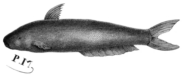 Bir Balığın Siyah Beyaz Fotoğrafı — Stok fotoğraf