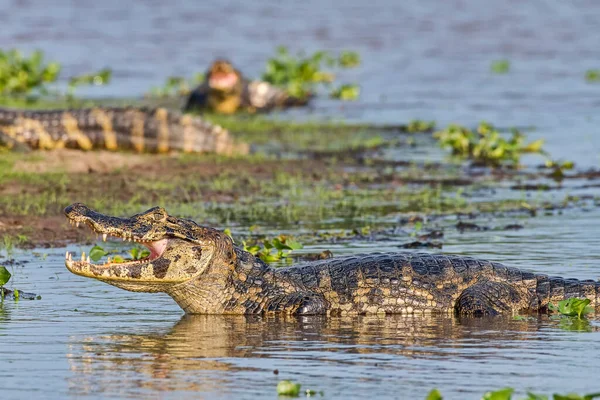 Espectacled Caiman Caiman Crocodilus Yacare Pantanal Mato Grosso Brasil — Fotografia de Stock