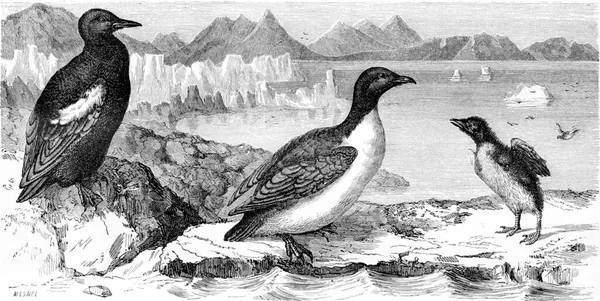 吉列莫特魔镜和白色企鹅巨龙 老式雕刻插图 Tour Monde Travel Journal 1865 — 图库照片