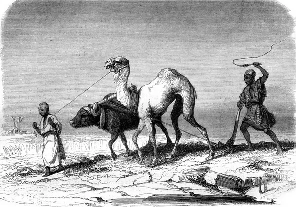 Szántó Jelenet Egyiptomban Vintage Vésett Illusztráció Magasin Pittoresque 1847 — Stock Fotó