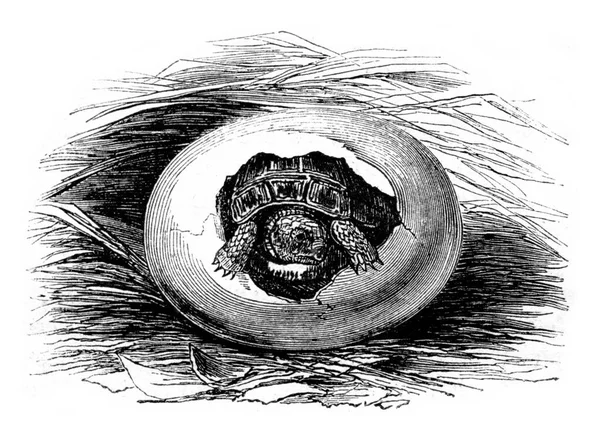 Museu História Natural Ovos Tartaruga Mourisco Durante Eclosão Tamanho Natural — Fotografia de Stock